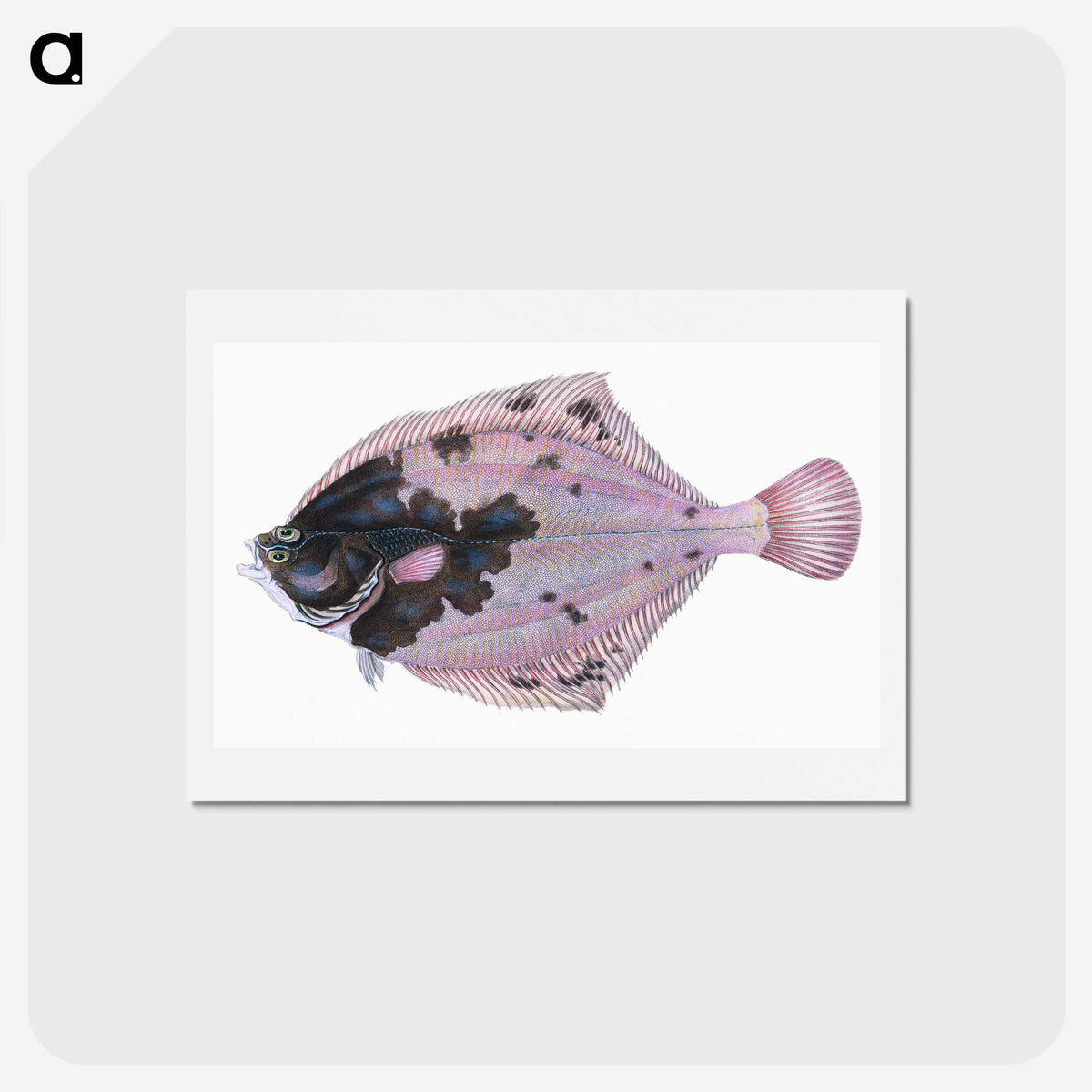 1-4_The-Natural-History-of-British-Fishes_hagaki