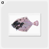 1-4_The-Natural-History-of-British-Fishes_hagaki