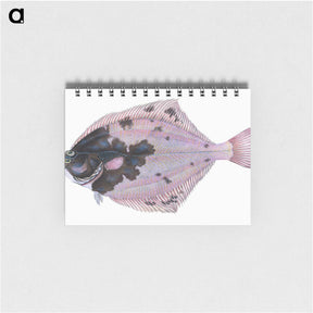 1-4_The-Natural-History-of-British-Fishes_memo