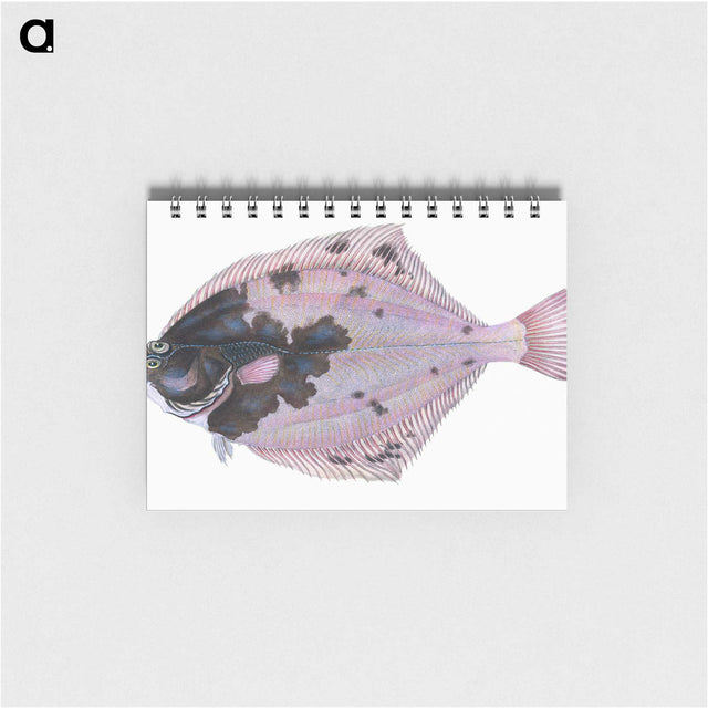1-4_The-Natural-History-of-British-Fishes_memo