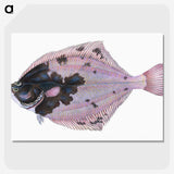 1-4_The-Natural-History-of-British-Fishes_picture-crop