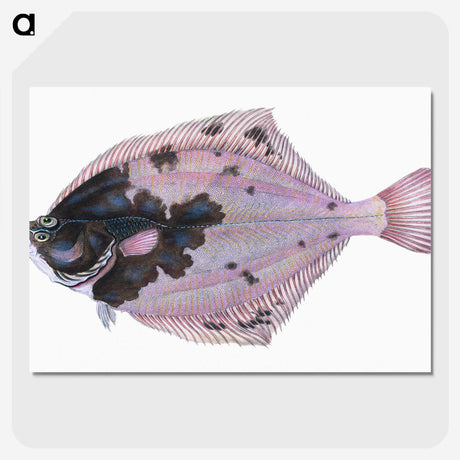 1-4_The-Natural-History-of-British-Fishes_picture-crop