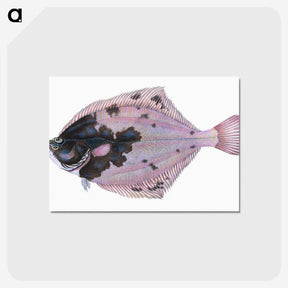 1-4_The-Natural-History-of-British-Fishes_postcard