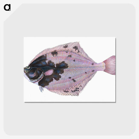 1-4_The-Natural-History-of-British-Fishes_postcard