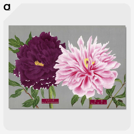 1-4_The-Picture-Book-of-Peonies_picture-crop