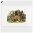 1-4_The-Viviparous-Quadrupeds_picture