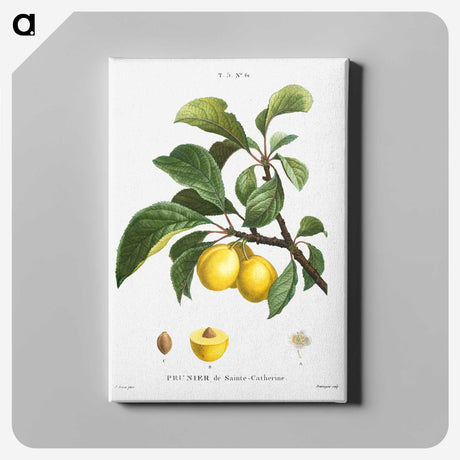 1-4_Treatise-on-Trees-and-Shrubs_canvas