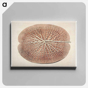 アートパネル-The Victoria Regia; or the Great Water Lily of America - ビクトリア レジア Canvas.
