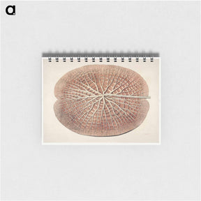 アートメモ帳-The Victoria Regia; or the Great Water Lily of America - ビクトリア レジア Memo.