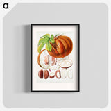 Chinese Lard Seed (Hodgsonia Heteroclita) - ウォルター フッド フィッチ Poster.