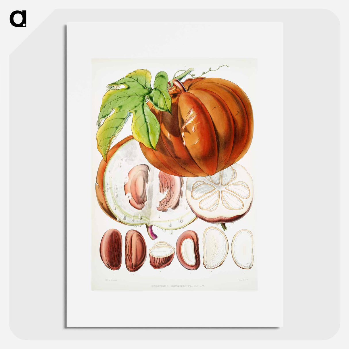 Chinese Lard Seed (Hodgsonia Heteroclita) - ウォルター フッド フィッチ Poster.
