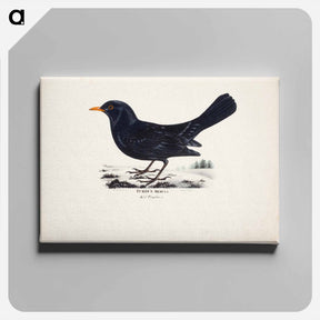 アートパネル-Blackbird, male, Wilhelm von Wright - ヴィルヘルム フォン ライト Canvas.