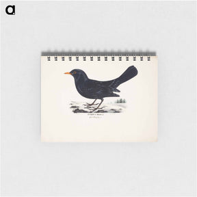 アートメモ帳-Blackbird, male, Wilhelm von Wright - ヴィルヘルム フォン ライト Memo.