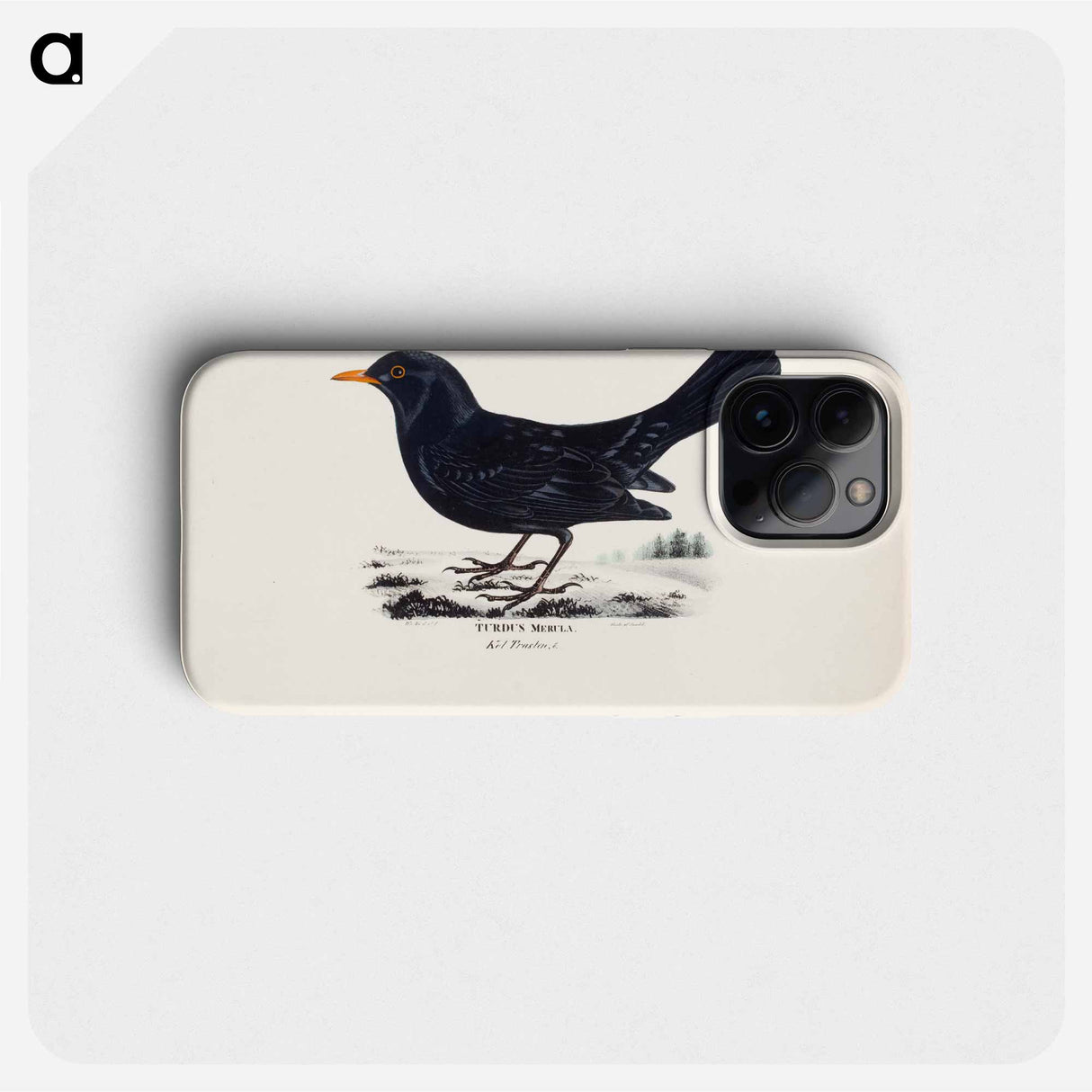 Blackbird, male, Wilhelm von Wright - ヴィルヘルム フォン ライト Phone Case.