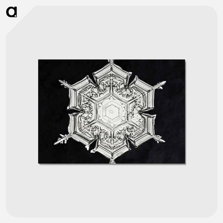 アートポストカード-Wilson Bentley's Snowflake 579A - ウィルソン ベントレー Postcard.