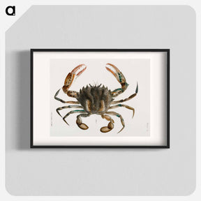 アートポスター-Lady Crab - ニューヨークの動物学 Poster.