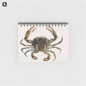 アートメモ帳-Lady Crab - ニューヨークの動物学 Memo.