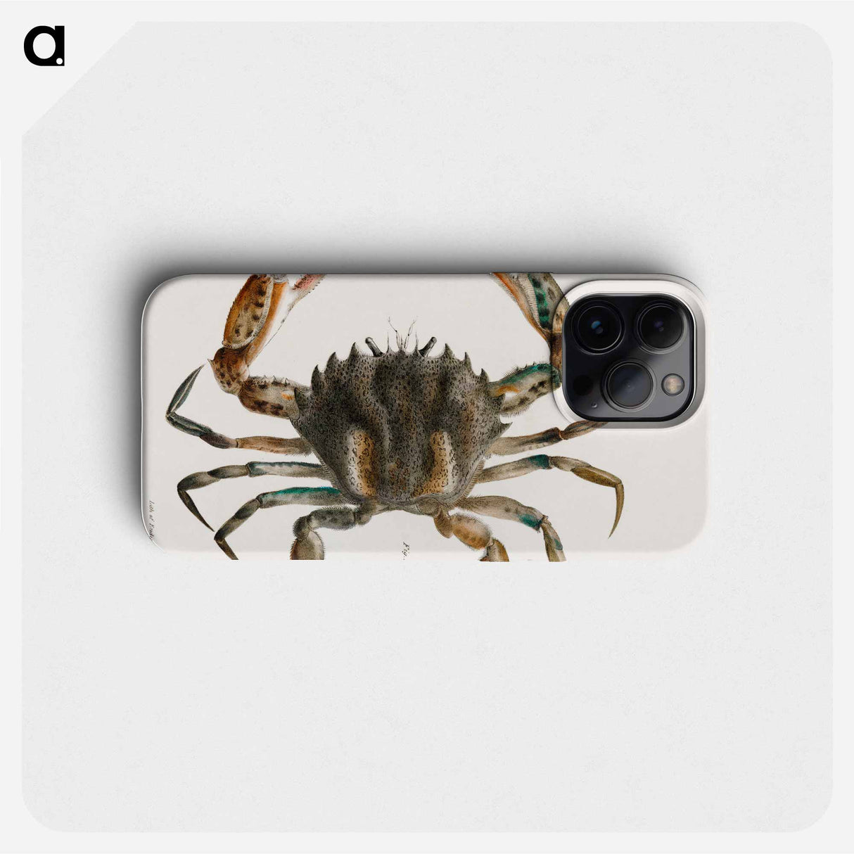 Lady Crab - ニューヨークの動物学 Phone Case.