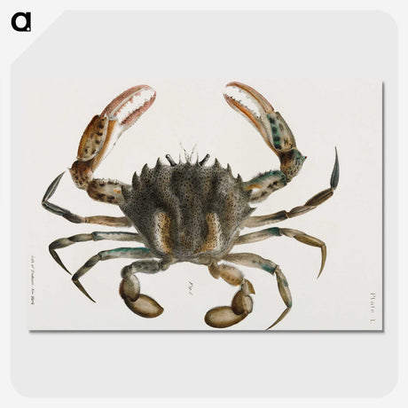 1-4_Zoology-of-New-York_picture-crop