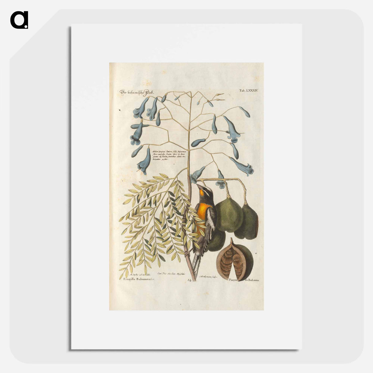 Bird and plants illustration - イー ララ Poster.