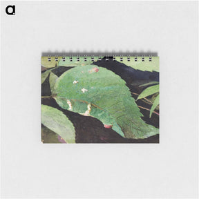 アートメモ帳-White Birch Leaf Edge Caterpillar - アボット ハンダーソン セイヤー Memo.