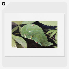 1-50_Abbott-Handerson-Thayer_picture