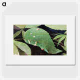 White Birch Leaf Edge Caterpillar - アボット ハンダーソン セイヤー Poster.