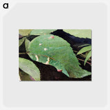 アートポストカード-White Birch Leaf Edge Caterpillar - アボット ハンダーソン セイヤー Postcard.