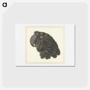 アートポストカード-Head of a Cockatoo - アールト シューマン Postcard.