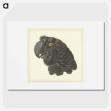 Head of a Cockatoo - アールト シューマン Poster.