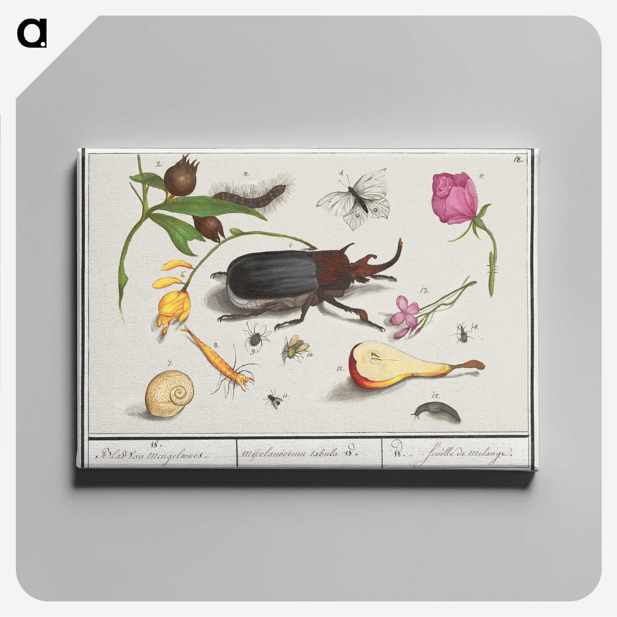 1-50_Anselmus-Boetius-de-Boodt_canvas