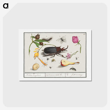 1-50_Anselmus-Boetius-de-Boodt_hagaki