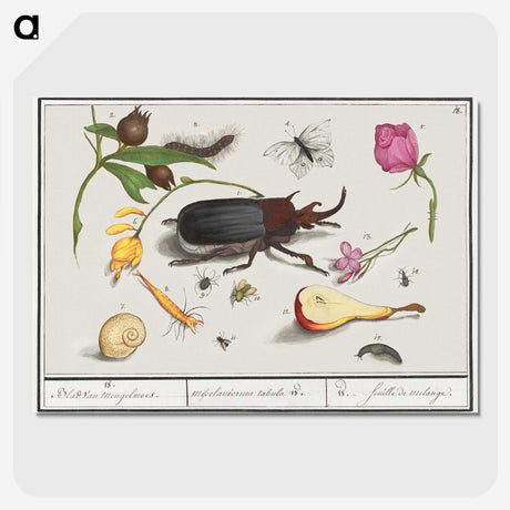1-50_Anselmus-Boetius-de-Boodt_picture-crop