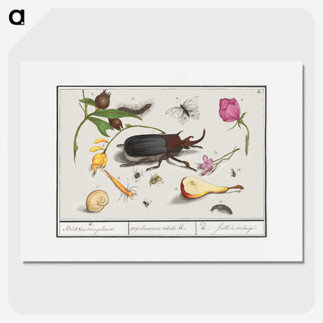 1-50_Anselmus-Boetius-de-Boodt_picture