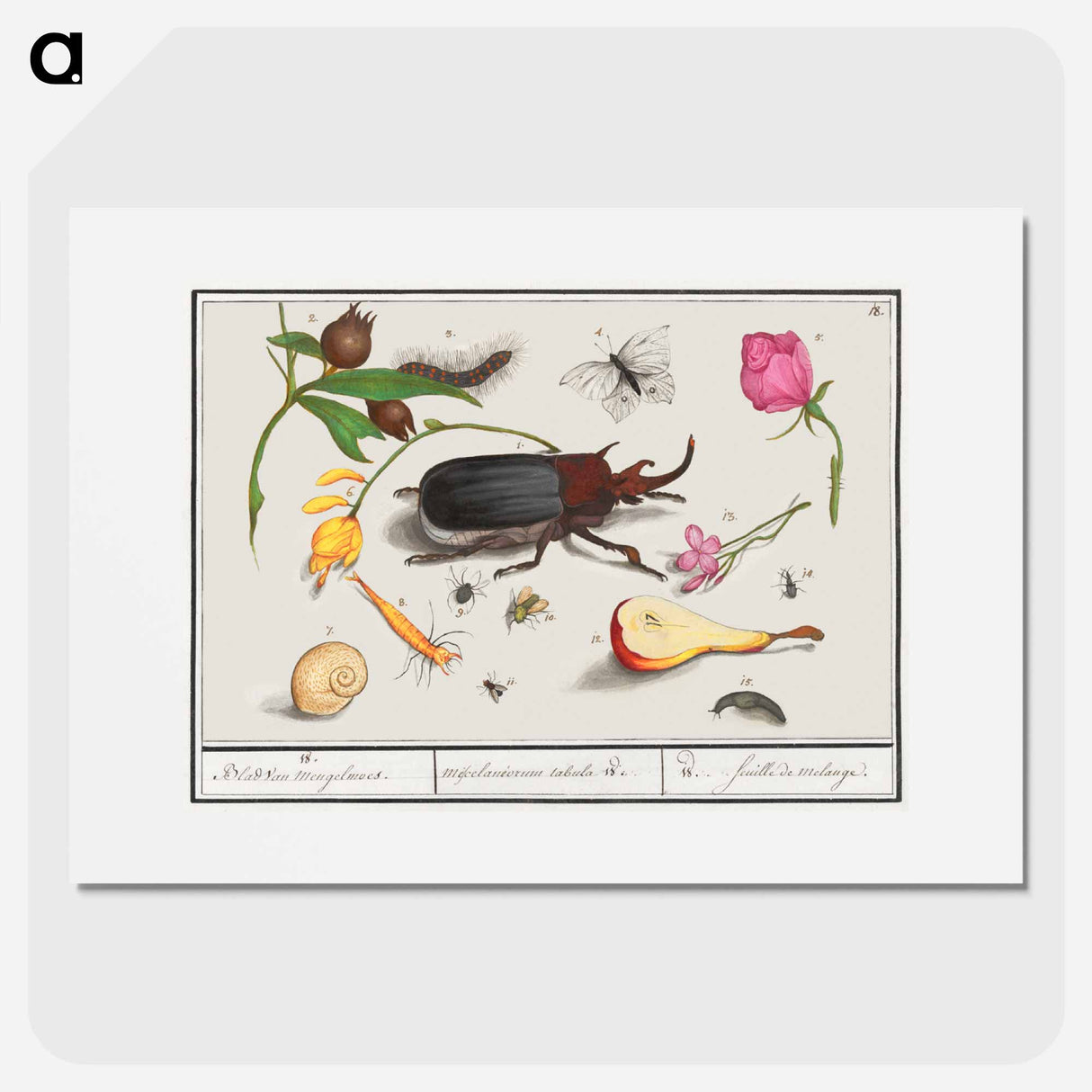Natural History Ensemble, no. 18 - アンセルムス ボエティウス デ ブート Poster.
