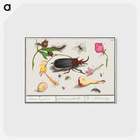 アートポストカード-Natural History Ensemble, no. 18 - アンセルムス ボエティウス デ ブート Postcard.