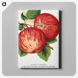 1-50_Botanical-Specimen-Plates_canvas