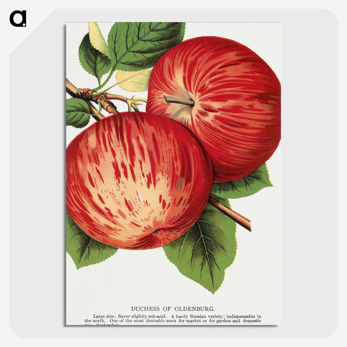 1-50_Botanical-Specimen-Plates_picture-crop