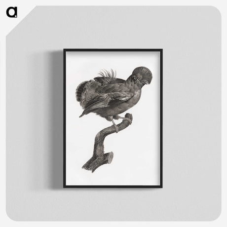 1-50_Des-Oiseaux-de-Paradis_blk-crop