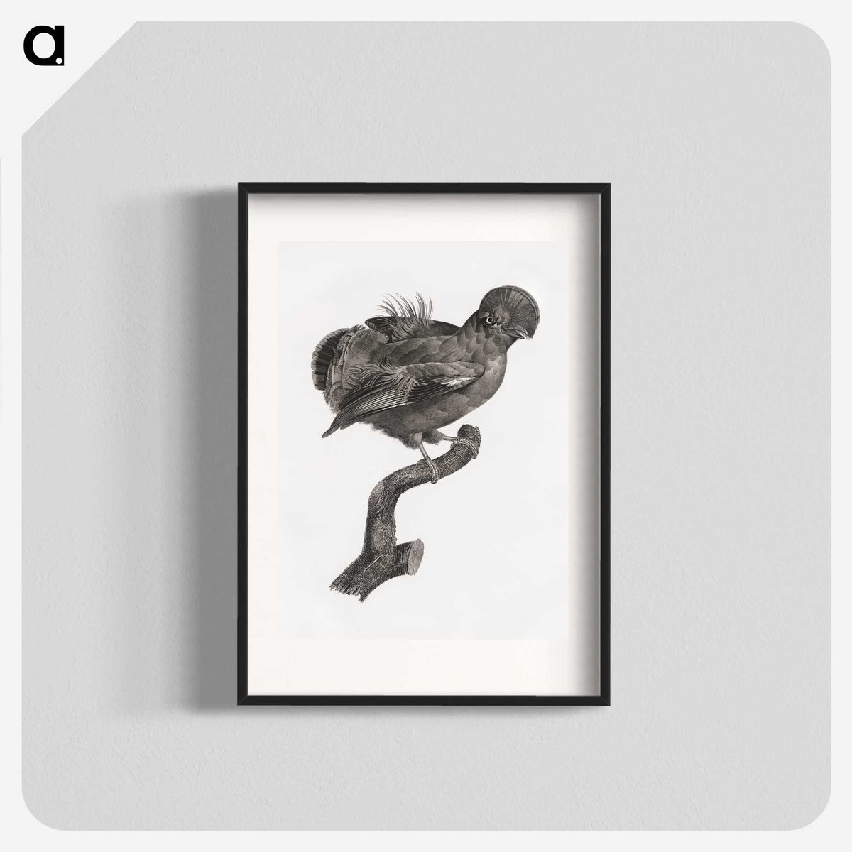 1-50_Des-Oiseaux-de-Paradis_blk