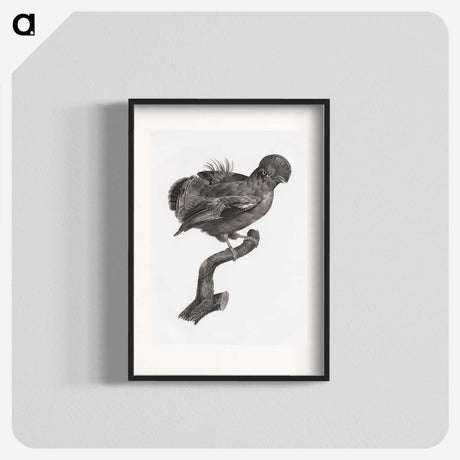 1-50_Des-Oiseaux-de-Paradis_blk
