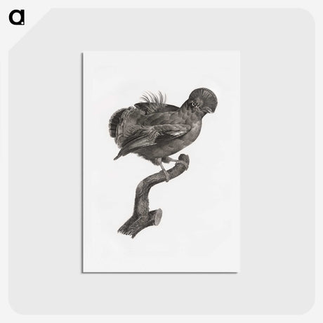 1-50_Des-Oiseaux-de-Paradis_hagaki
