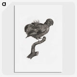 1-50_Des-Oiseaux-de-Paradis_picture