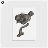 1-50_Des-Oiseaux-de-Paradis_postcard