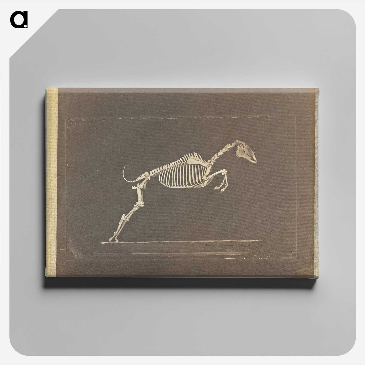 1-50_Eadweard-Muybridge_canvas