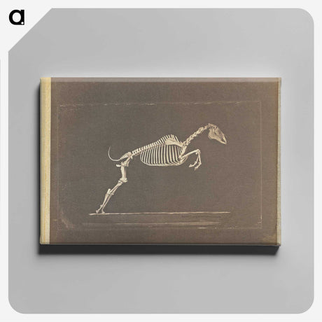 1-50_Eadweard-Muybridge_canvas