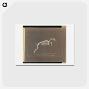 アートポストカード-Leaping
 - エドワード マイブリッジ Postcard.