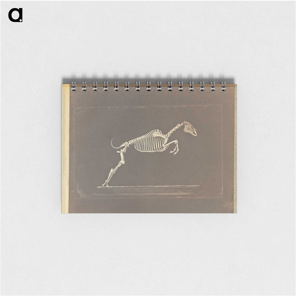 1-50_Eadweard-Muybridge_memo
