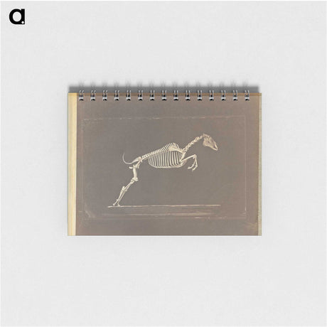 1-50_Eadweard-Muybridge_memo