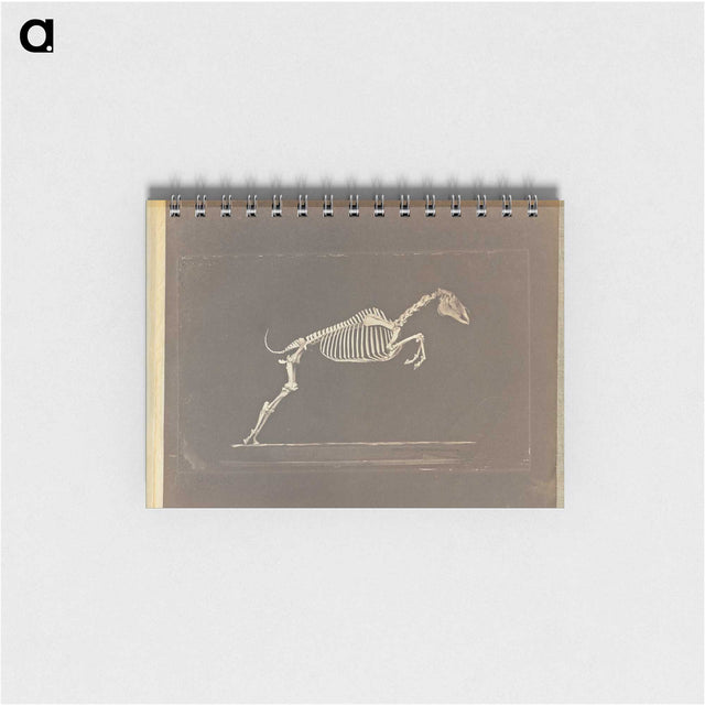 1-50_Eadweard-Muybridge_memo